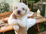 Maltese Yavrular