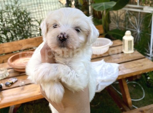 Maltese Yavrular