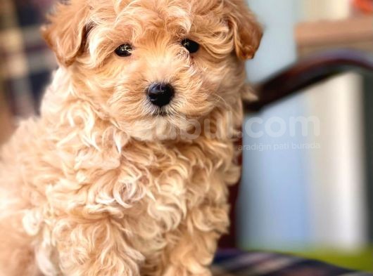Safkan Toy Poodle Yavrularimiz görsel
