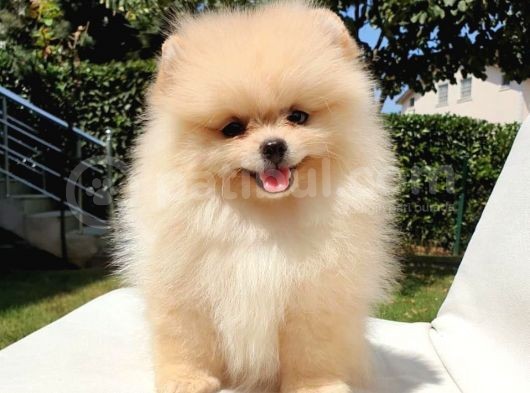Safkan Pomerani̇an Boo Yavrularimiz görsel