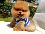 Safkan Pomerani̇an Boo Yavrularimiz