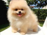Safkan Pomerani̇an Boo Yavrularimiz
