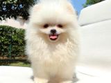 Safkan Pomerani̇an Boo Yavrularimiz