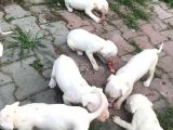 20.06.2021 Doğumlu Saf Kan Dogo Argentino