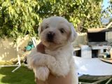 Maltese Yavrular