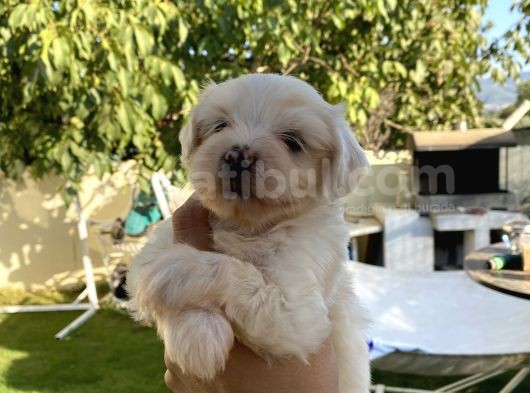 Maltese Yavrular görsel