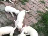 20.06.2021 Doğumlu Saf Kan Dogo Argentino