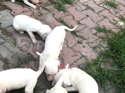 20.06.2021 Doğumlu Saf Kan Dogo Argentino görsel