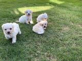 Maltese Yavrular
