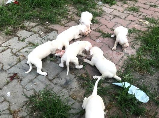 20.06.2021 Doğumlu Saf Kan Dogo Argentino