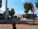 2,5 Aylık Belçika Malinois Yavrusu Acil