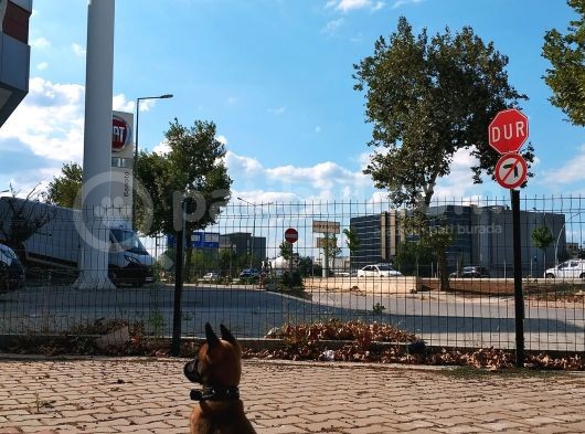 2,5 Aylık Belçika Malinois Yavrusu Acil görsel