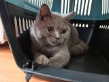 6.5 Aylık British Shorthair Kedimiz