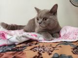 6.5 Aylık British Shorthair Kedimiz