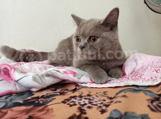6.5 Aylık British Shorthair Kedimiz görsel