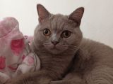 6.5 Aylık British Shorthair Kedimiz