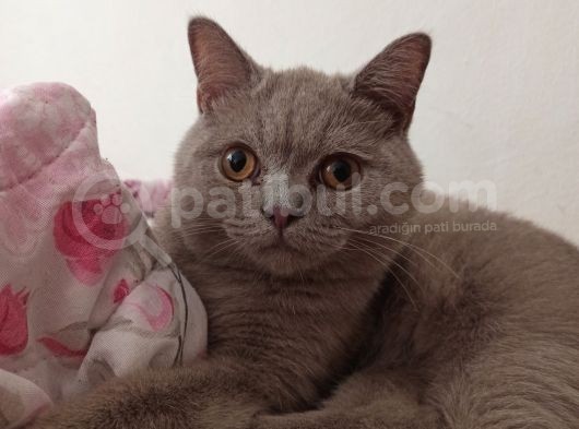 6.5 Aylık British Shorthair Kedimiz