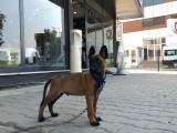 2,5 Aylık Belçika Malinois Yavrusu Acil