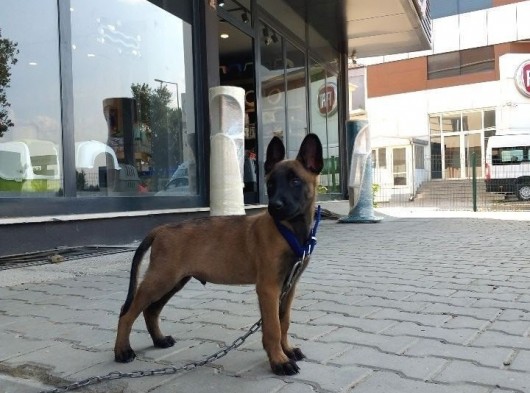 2,5 Aylık Belçika Malinois Yavrusu Acil görsel