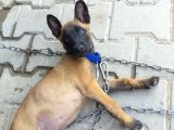 2,5 Aylık Belçika Malinois Yavrusu Acil