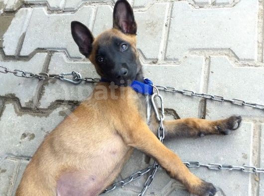 2,5 Aylık Belçika Malinois Yavrusu Acil