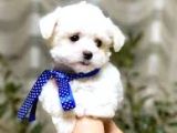 Orji̇nal Maltese Yavrularimiz Gelmi̇şti̇r
