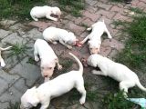 20.06.2021 Doğumlu Saf Kan Dogo Argentino
