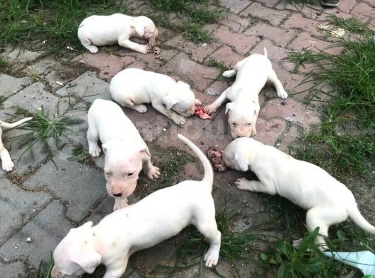 20.06.2021 Doğumlu Saf Kan Dogo Argentino görsel