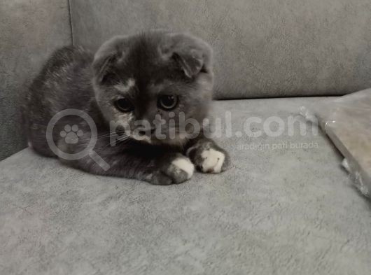 Sevi̇mli̇ Ve Oyuncu Kizimiz Yuvasini Ariyor