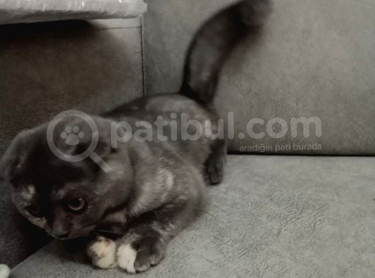 Sevi̇mli̇ Ve Oyuncu Kizimiz Yuvasini Ariyor görsel