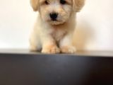 Oyuncu Maltipoo Yavrular