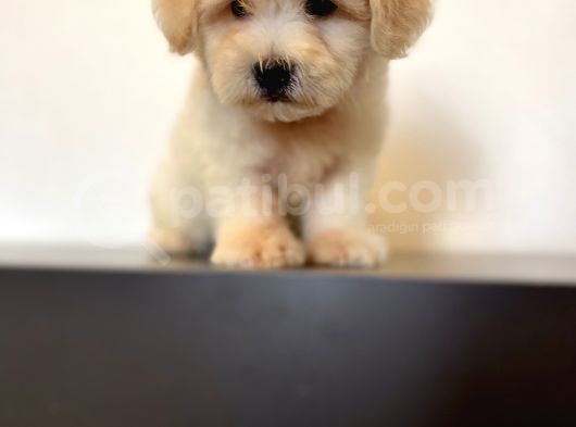 Oyuncu Maltipoo Yavrular görsel