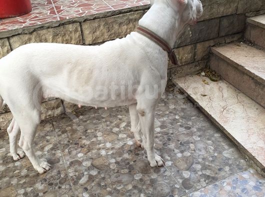 Aşi Karneli Safkan Dogo Yavrularimiz görsel