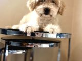 Maltipoo Yavrular