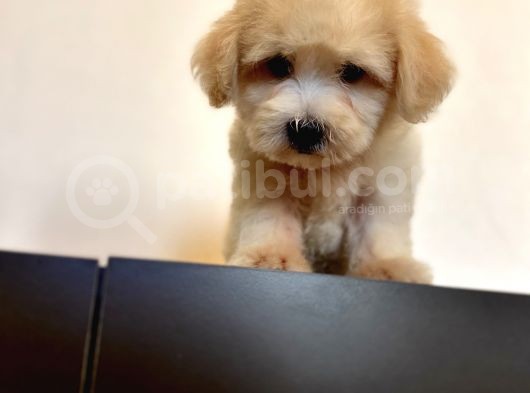 Oyuncu Maltipoo Yavrular görsel