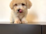 Oyuncu Maltipoo Yavrular
