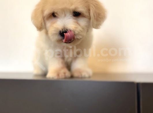 Oyuncu Maltipoo Yavrular