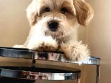 Maltipoo Yavrular