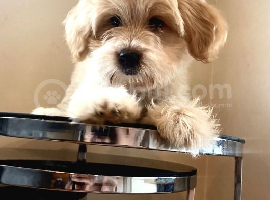 Maltipoo Yavrular görsel
