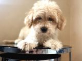 Maltipoo Yavrular