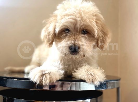 Maltipoo Yavrular görsel
