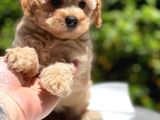 Apricot Toy Poodle Yavrular