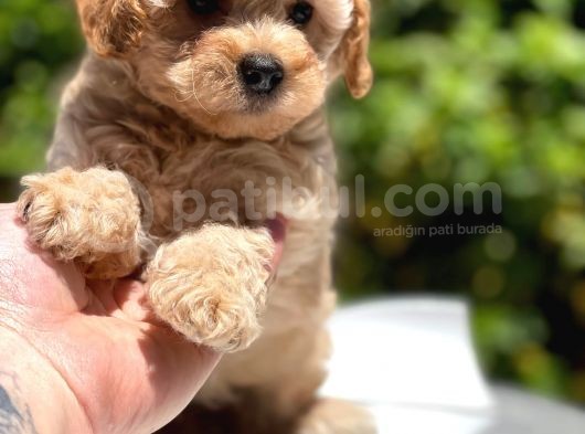 Apricot Toy Poodle Yavrular görsel