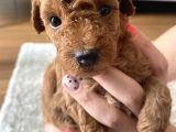 Red Brown Erkek Toy Poodle Yavrumuz