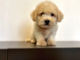 Oyuncu Maltipoo Yavrular
