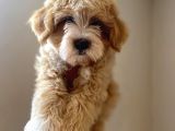 A Kali̇te Maltipoo Yavrular
