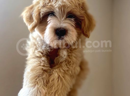 A Kali̇te Maltipoo Yavrular görsel