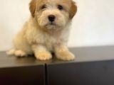 Sevi̇mli̇ Maltipoo Yavrulari