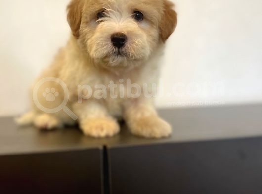Sevi̇mli̇ Maltipoo Yavrulari görsel