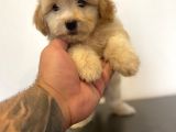 Mi̇ni̇ Maltipoo Yavrular
